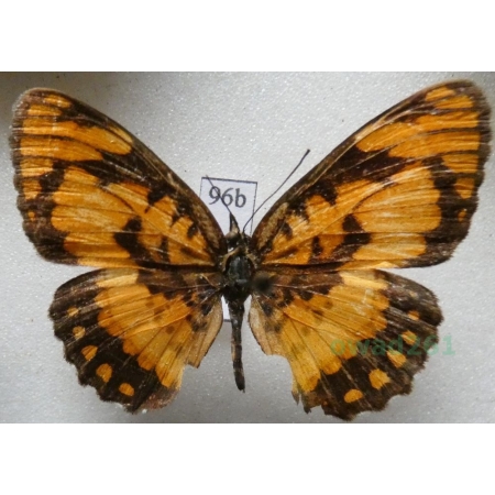 Biblia avatara (Boisduval, 1833) Kenya96b